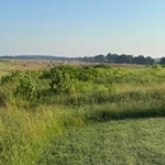 Brush cutting