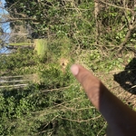 Tree Service Project