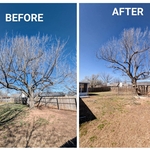 Large tree pruning