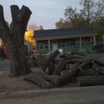 What's left of the trunk