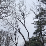 Black Walnut + Willow