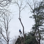 Black Walnut + Willow