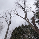 Black Walnut + Willow