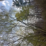 Black Walnut + Willow