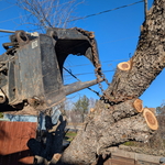 Tree Removal