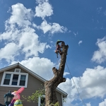 Rico Tree Services