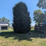 25ft holly tree trimming