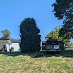 25ft holly tree trimming