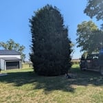 25ft holly tree trimming