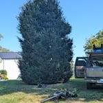25ft holly tree trimming