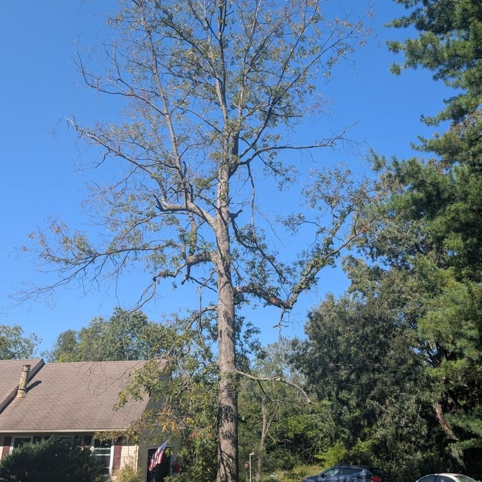 Tree&stump removal