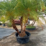 Plant and mulch installed