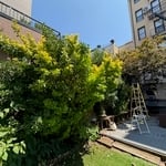 Backyard BEFORE 2