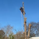 Tree service