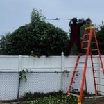 Tree service