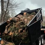 Tree service