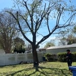 Tree service