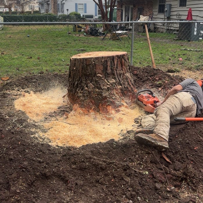 Tree service