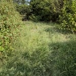 Yard clean up