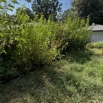 Yard clean up