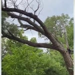 Tree removal