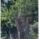 Tree removal