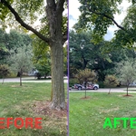 Before and after mulch