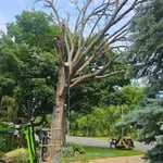 Oak Tree Removal