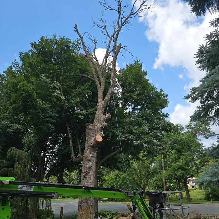 Oak Tree Removal