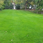 5.5-6 Weeks after Slit seeding