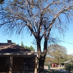 Tree standing with rope attached
