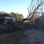 Tree on ground