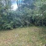 Brush clearing