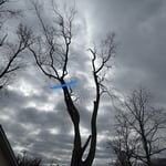 Tree Service Project