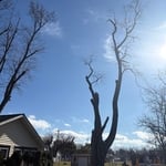 Tree Service Project
