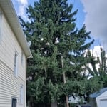 90 Foot Spruce