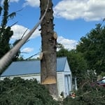 Spruce with all of its trimmings removed