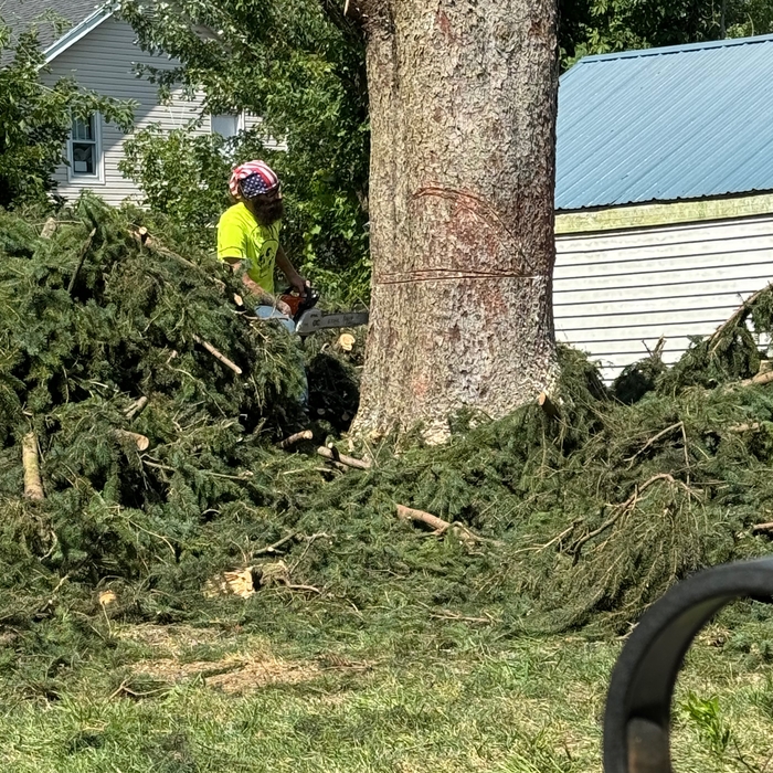90 Foot Spruce
