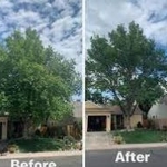 Tree Service