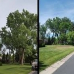 Tree Service