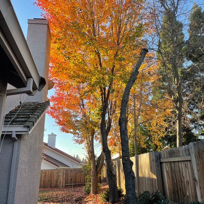 Tree Service Project