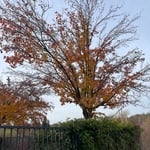 Tree Service Project