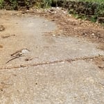 Dirty Driveway