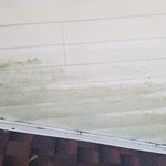 Grime on Vinyl Siding
