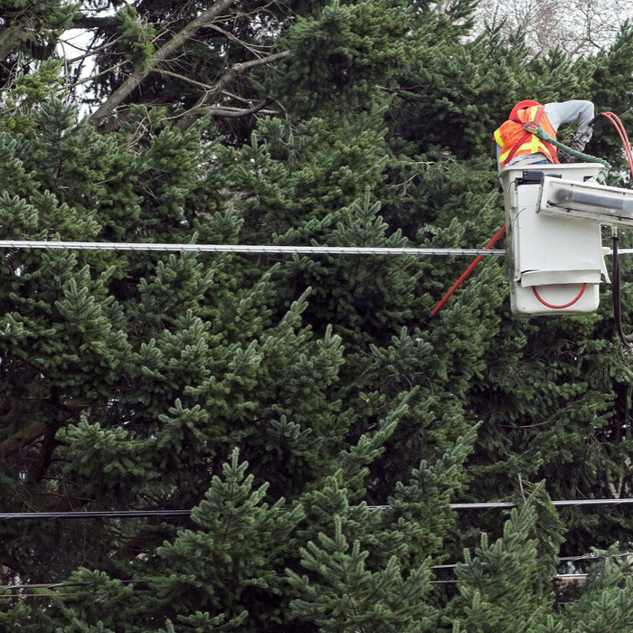 Tree Services