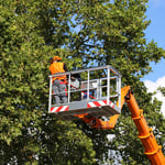 Tree Services