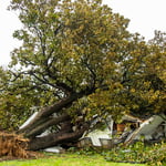 Tree Services