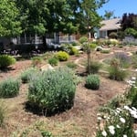 Landscaping Project