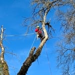 Tree Service Project