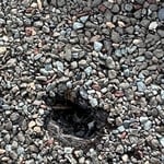 Roof repair from holes in roof